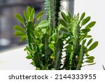 Euphorbia Trigona  Also Known...