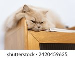 Small photo of A yellow longhair cat lies on a bookshelf, appearing unhappy, but is actually just asleep.
