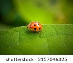 Small photo of ladybug on a leaf green, Ladybugs eat small nuisance insects that damage farmers' crops