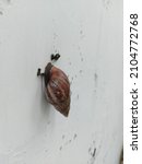 Small photo of Giant African Snail or Lissachatina fulica or Giant African land snail or Achatina achatina or Archachatina marginata or keong sawah