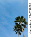 Palm Tree Againts The Blue Sky. ...