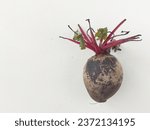 Small photo of The beetroot. It is the taproot portion of a beet plant.