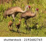 Small photo of Resident Sandhill Crane Colt family Juvenile Sweetwater Wetlands Park