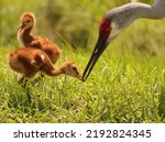 Small photo of Sandhill Crane Babies Colts Chicks at Sweetwater Wetlands
