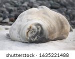 Leopard Seal Resting On The...