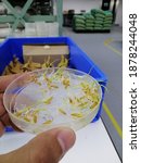Small photo of viability test of seeds in a petri dish