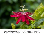 Red Or Pink Passionflower Grows ...