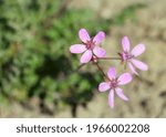 Small photo of Pink flowers of Erodium (likely Erodium cicutarium, also known as Alfilaria) in the spring sunshine