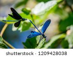 Banded Demoiselle Dragonfly  A...