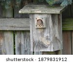 Squirrel In A Bird House