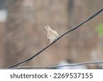 Barbary Dove sitting on wire in streetside area