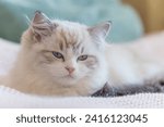 Small photo of Small Ragdoll cat. Little kitten. White cat with blue eyes. Sweet kitten. Young beautiful cat sitting on the couch.