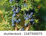Small photo of Juniper berries on tree, fresh aromatic fruit, the main ingredient of gin drink