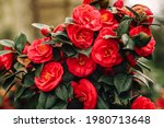Beautiful red camellia flowers...