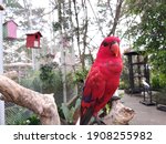 Beautiful red Lory bird in the bird cage
