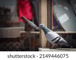 Indian Pigeon sitting on ledge of terrace and posing