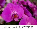 Small photo of orchid flower among its brethren