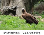 Aegipius Monk. Black Vulture In ...