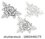beautiful blooming rose with... | Shutterstock . vector #1883448175