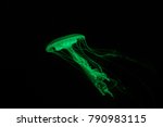 green  jellyfish on black background - fluorescent  jelly fish -