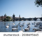 The swans on the Prague's Vltava River near the  Charles bridge .