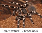 Small photo of spider, terrarium, tarantula, tarantulas, spiders, arachnids, Theraphosidae, large size, predators, self defense, stingers, exotic pets, enthusiasts, varied habitat