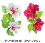 Hibiscus Flowers. White And Red ...