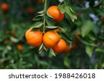 Beautiful ripe and fresh mandarins on a mandarin tree in winter, in Adelaide, South Australia