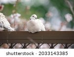 Two White Pigeons  Eurasian...