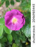 Small photo of Purple and violet color Modern Shrub Rose Rhapsody in Blue flowers in a garden in June 2021. Idea for postcards, greetings, invitations, posters and Birthday decoration, background