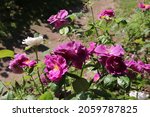 Small photo of Purple and violet color Modern Shrub Rose Rhapsody in Blue flowers in a garden in June 2021. Idea for postcards, greetings, invitations, posters and Birthday decoration, background