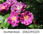 Small photo of Purple and violet color Modern Shrub Rose Rhapsody in Blue flowers in a garden in June 2021. Idea for postcards, greetings, invitations, posters, wedding and Birthday decoration, background