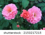 Salmon and pink color Large Flowered Climber Rose Alibaba flower in a garden in July 2021. Idea for postcards, greetings, invitations, posters, wedding and Birthday decoration, background 