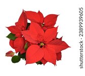 Red poinsettia flower isolated...