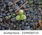 An image of oaknuts fallen to the ground from a tree above.