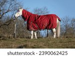Small photo of A white horse wearing a red turnout rug standing in a field on a cold morning with a blue sky background.