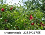 Small photo of Ripening wild large yellow sweet plums, American plum tree fruit, Prunus americana branch. A branch with a large number of wild red plums.