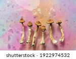 Psilocybin mushrooms on pink bright colorful background. Psychedelic magic mushrooms Golden Teacher. Cosmic consciousness. Microdosing concept.