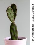 Opuntia Cactus Isolated...