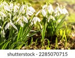 Macro of spring blooming snowdrops on a blurred background. Nature, beauty, love