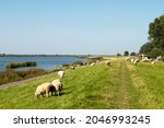 Sheep Graze On The Embankment...