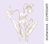 Flowering Viola Plant  Vector...