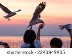 Seagulls gracefully landing for ...