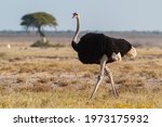 Solo Ostrich Walking In African ...