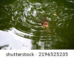 Close Ups Of Hungry Carp On The ...