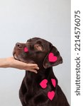 Small photo of dog is a chocolate labrador retriever with hearts on his head and nose. valentine's day, date or birthday party. A beautiful Labrador dog, in love and joyful. feelings of love and infatuation