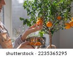 woman collects oranges from a small tree in a wicker basket. citrus fruits grow on branches. ripe fruits of orange tangerines. fresh fruits grown at home