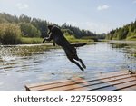 Small photo of dog chocolate labrador retriever jumps into lake from pier, pet in flight over water. waterfowl animal dives and has fun in nature. relax and walk with hound in park. happy host and nursling