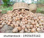 Small photo of Photo of a heap of potatoes conjugated