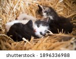 Katze Kittens In The Hay Of A...